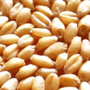养殖求购：玉米、高粱、小麦、大豆