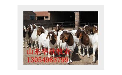 湖南怀孕波尔山羊价格，四川怀孕波尔山羊价格