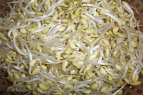 如何自己在家发黄豆芽？需要哪些步骤？